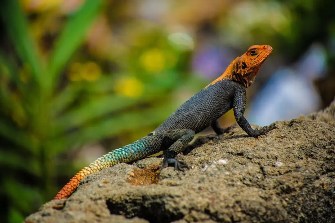 Benefits of Using Reptile Heat Panels - Talis Us