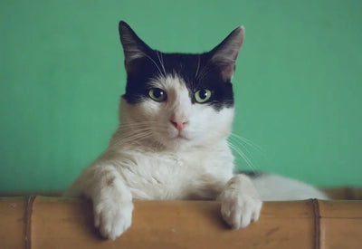 Benefits of Wet Canned Cat Food - Talis Us