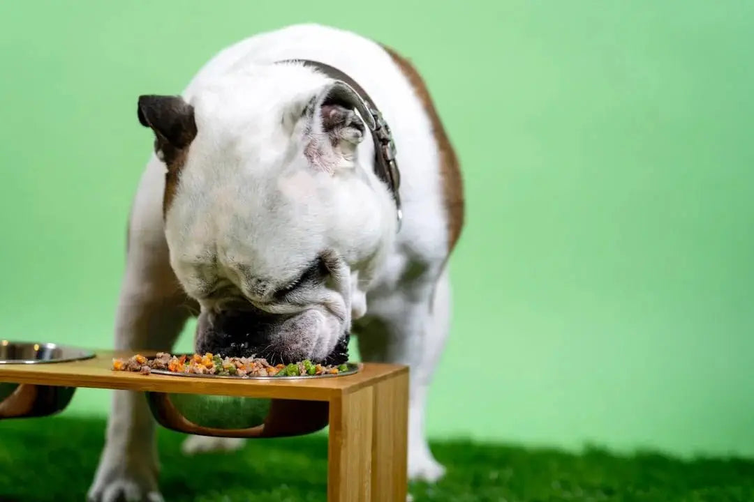 What are the best 6lb dog foods available online? - Talis Us