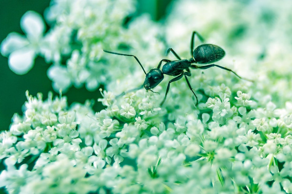 Best Ant Farm for Educational Growth and Engagement - Talis Us
