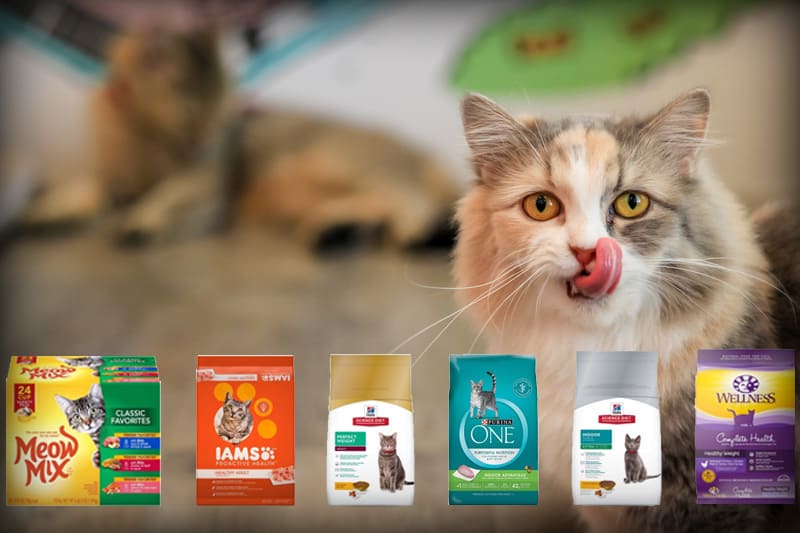 The 10 Best Cat Foods by Talis-us