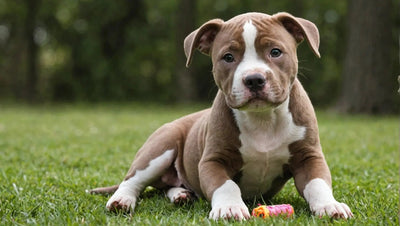 Best Chew Toys for Pitbull Puppies - Top Picks for Durable Play - Talis Us