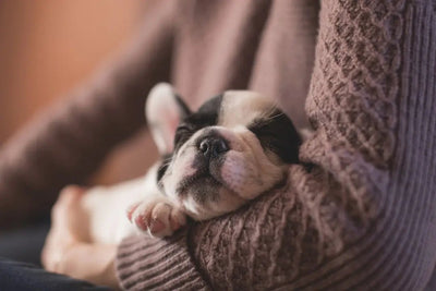 Best dog food for dogs with chicken allergies - Talis Us