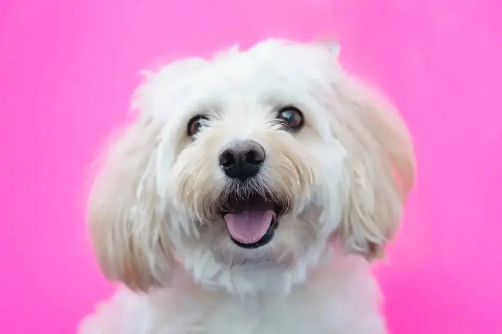 Best Interactive Puzzle Toys for Dogs: Love and Playtime - Talis Us