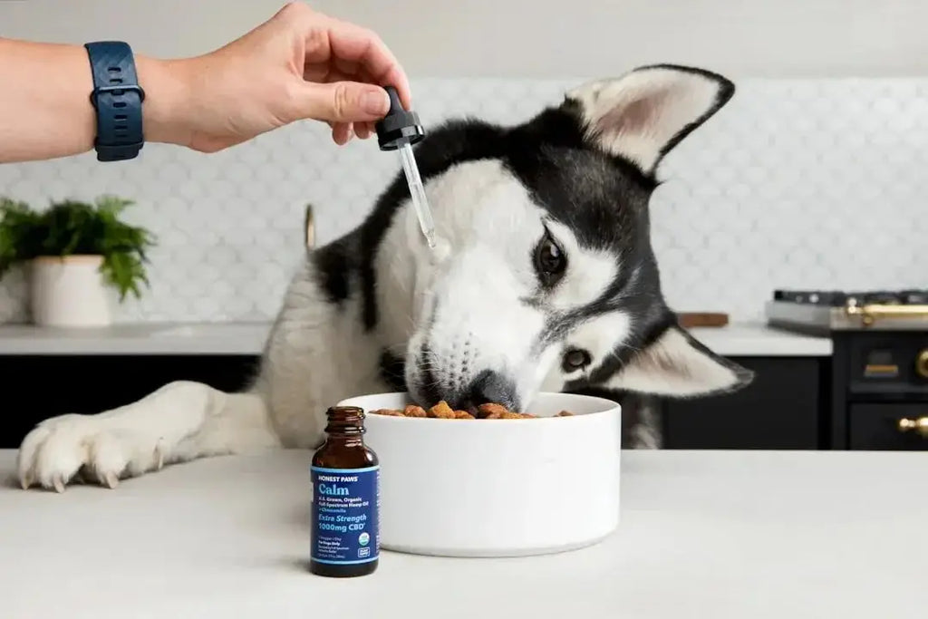 Best pet food for dogs with allergies - Talis Us