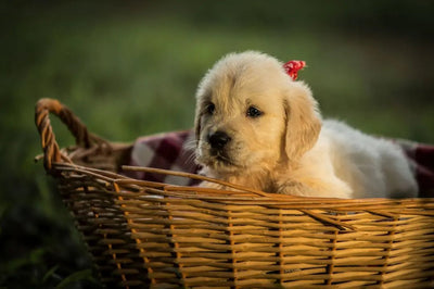 Best pet supplies for dogs - Talis Us