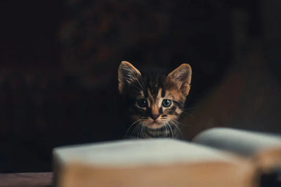 Best place to advertise kittens for sale - Talis Us