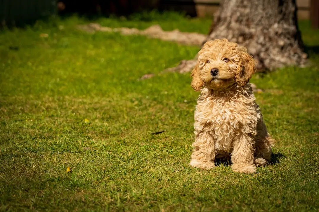 Best Wet Dog Food for Puppies: Nutritional Choices Explained - Talis Us