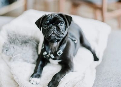 Best wet puppy food for small breeds - Talis Us