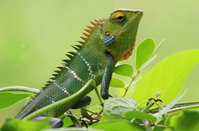 Reptile Store