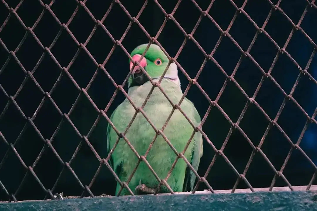 Bird cage for green cheek conure - Talis Us