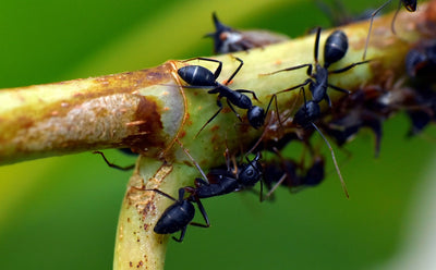 The Fascinating World of Ants: A Look into Their Social Structure and Behaviors