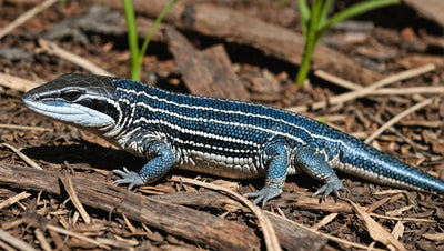 Blue Tongue Skink: What Do They Eat? - Talis Us
