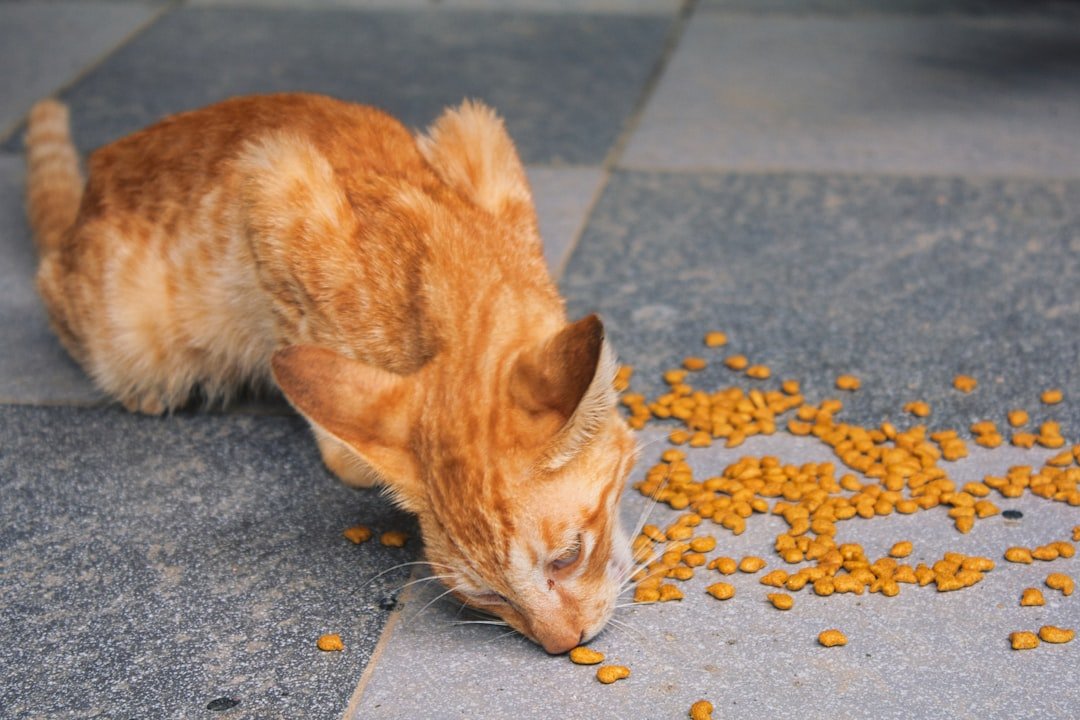 Boost Cat Wellness with Freeze Dried Raw Food Benefits - Talis Us