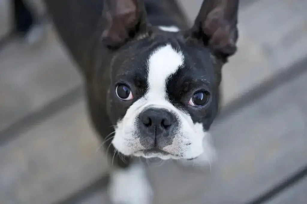 Boston Terrier vs French Bulldog What s the Difference - Talis Us