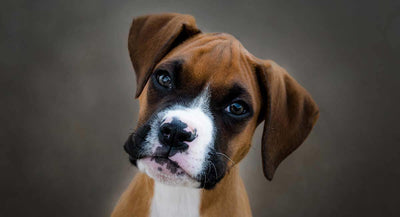Boxer Dogs: Ten Things You May Not Know About Them