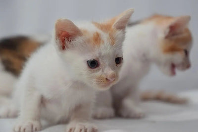 British longhair kittens for sale near me - Talis Us