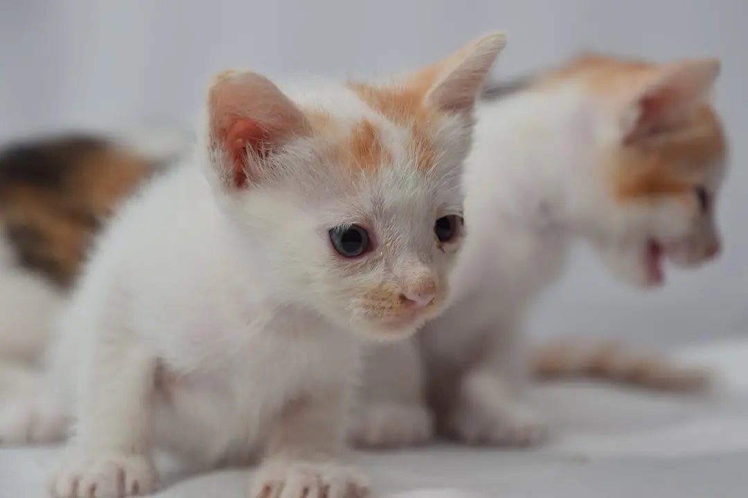 British longhair kittens for sale near me - Talis Us