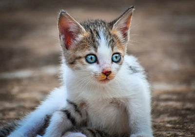 Brown kittens with blue eyes for sale - Talis Us