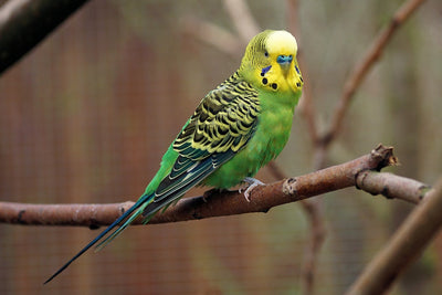 Everything You Need to Know About Keeping Your Parakeet’s Cage Happy