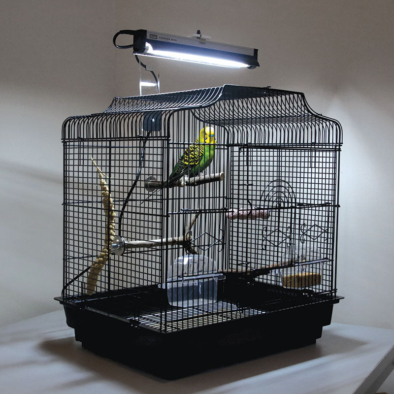 The Benefits of Arcadia Bird Lights for Your Feathered Friend’s Health
