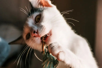 Can Cats Safely Eat Shrimp? Facts Explained - Talis Us