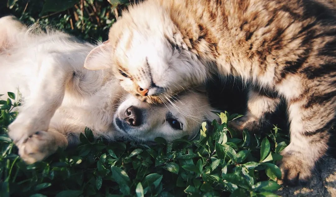 Can Dogs Eat Cat Treats? Vet-Approved Answers - Talis Us