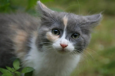Can Kittens Enjoy Catnip Safely? - Talis Us