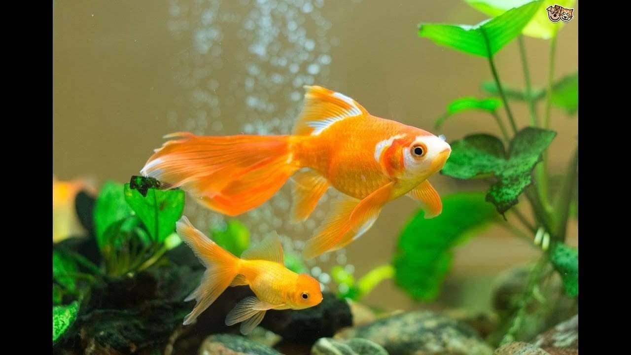 Caring for a Goldfish Aquarium