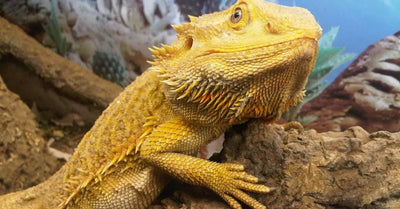 How do i choose a pet reptile?