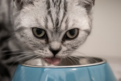 Wet Vs Dry Food – The Ultimate Guide to Feeding Your Feline