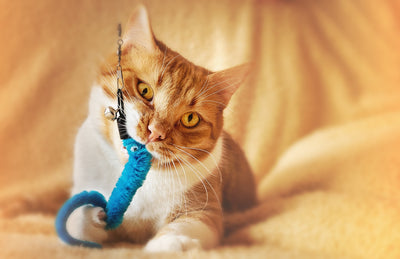 Do Cats Need Chew Toys? The Answer May Surprise You!