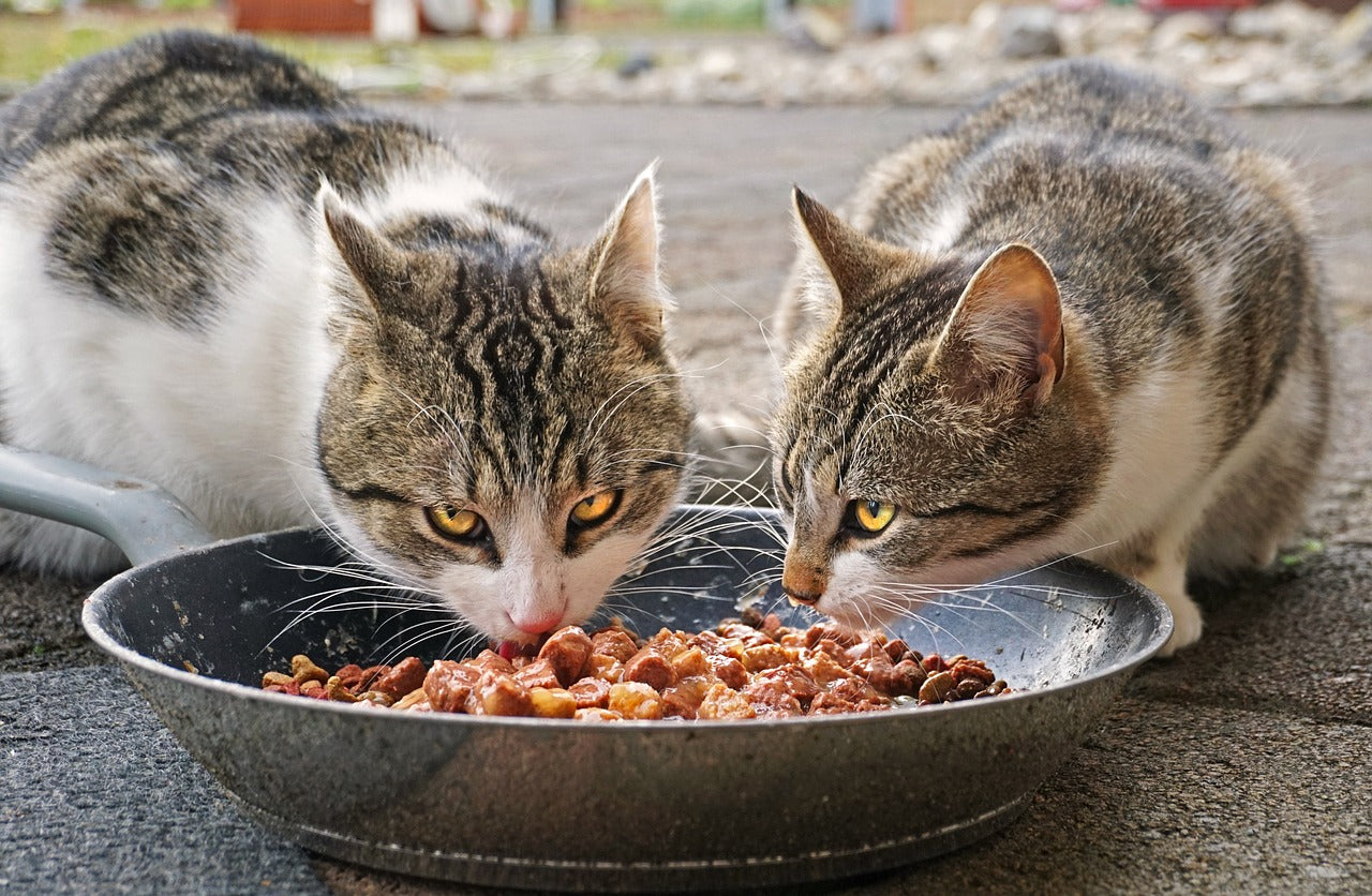 What Dry Foods are Best for Cats? - Talis Us