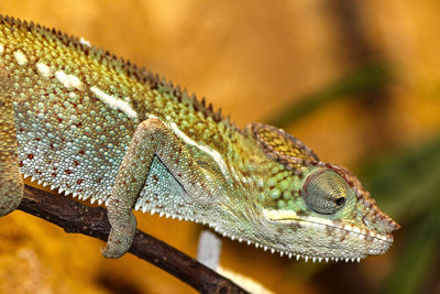 Shedding Light on UVB: Why it's Important for Reptiles