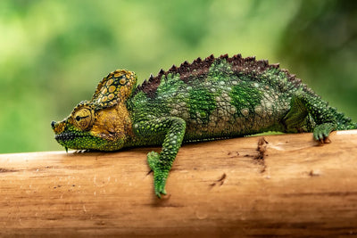 The Best Online Reptile Store: Where to Buy Your Reptile Friends