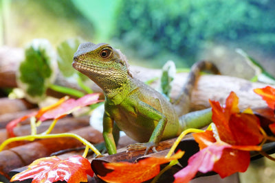 Shedding Light on the Use of Regular Lights for Reptiles