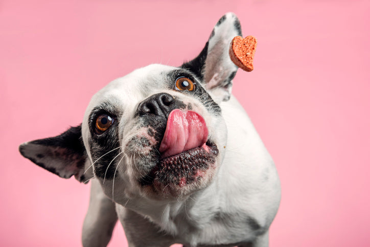 Guide to Dog Treats: Everything You Need to Know