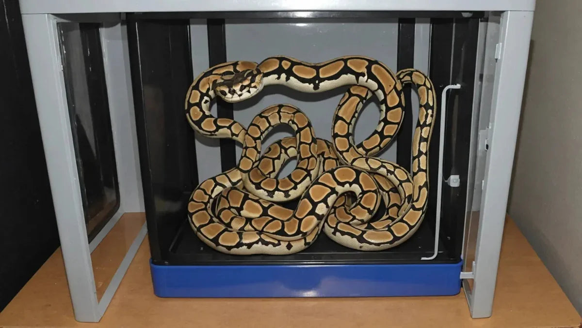 Choosing the Best Ball Python Egg Incubator - Talis Us