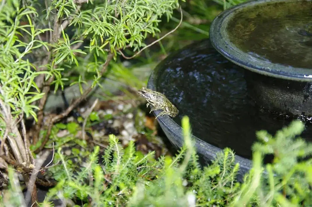 Choosing the Best Water Bowl for Large Reptiles - Talis Us