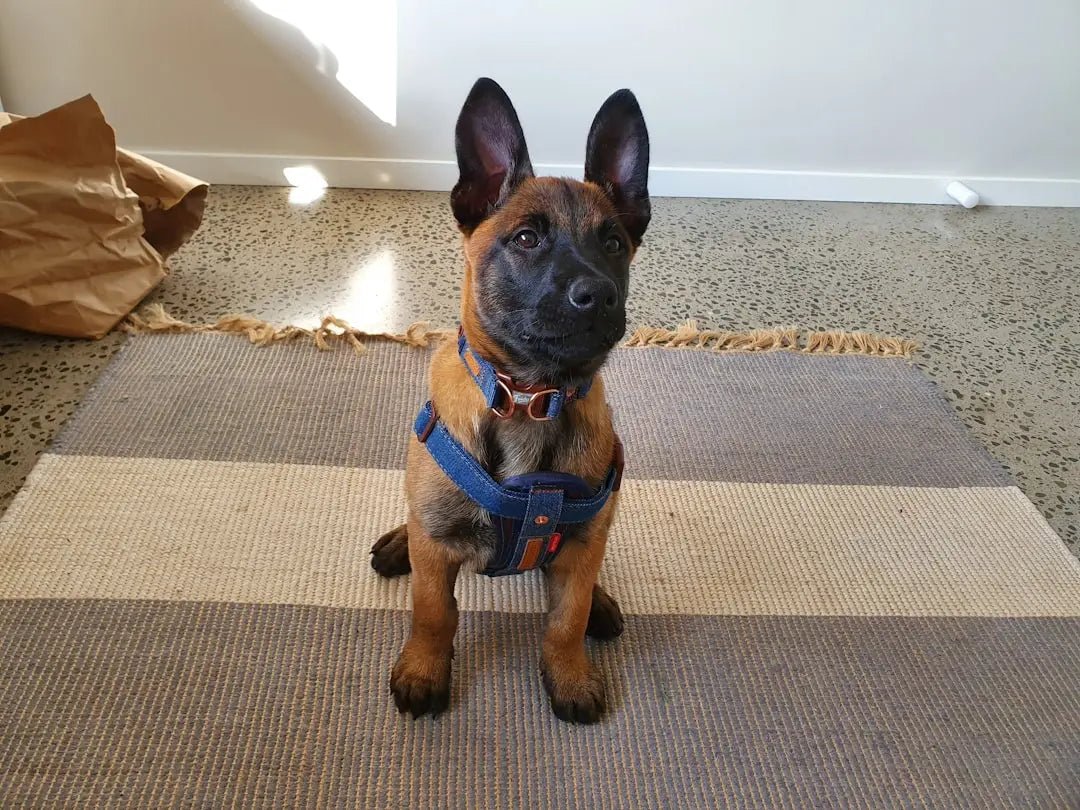Choosing Freeze Dried Chicken Dog Treats for Your Pup's Diet - Talis Us