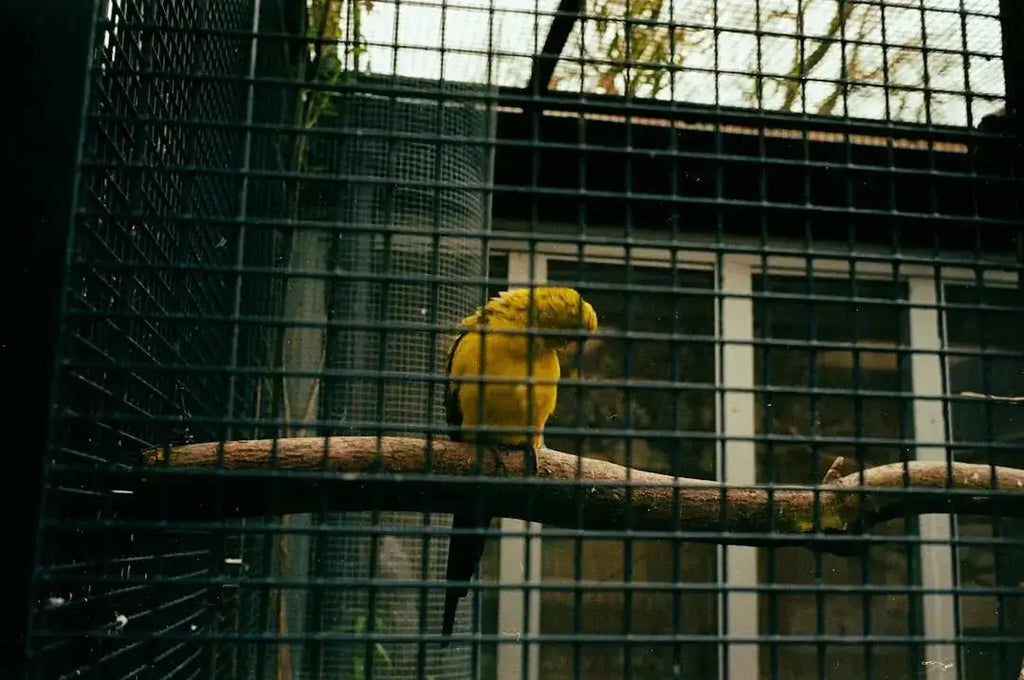 Choosing the Perfect Outdoor Bird Aviary - Talis Us