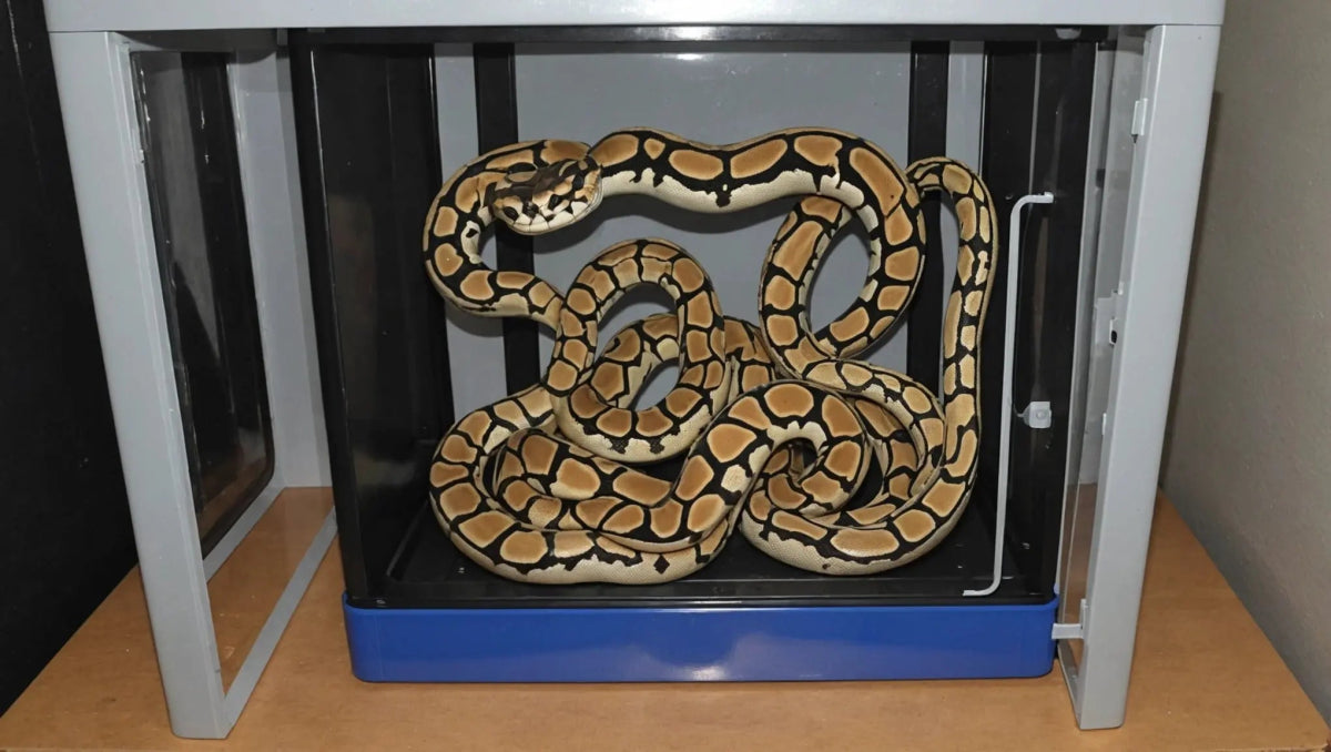 Choosing the Best Ball Python Egg Incubator - Talis Us