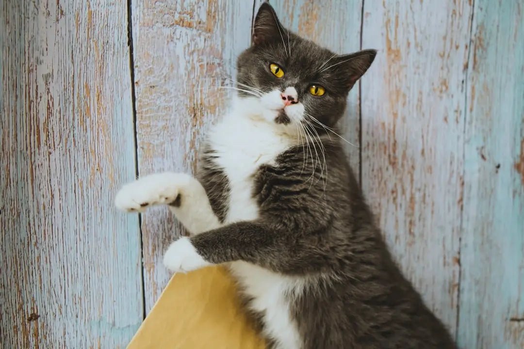Choosing the Best Cat Scratching Post - Talis Us