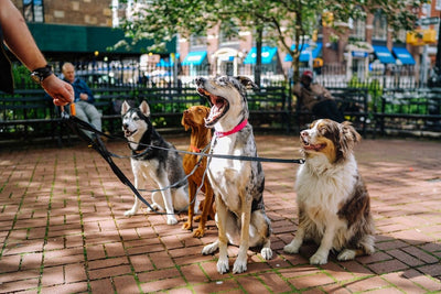 Choosing the Best Dog Food: A Guide to Quality Pet Products for Your Canine Companion - Talis Us