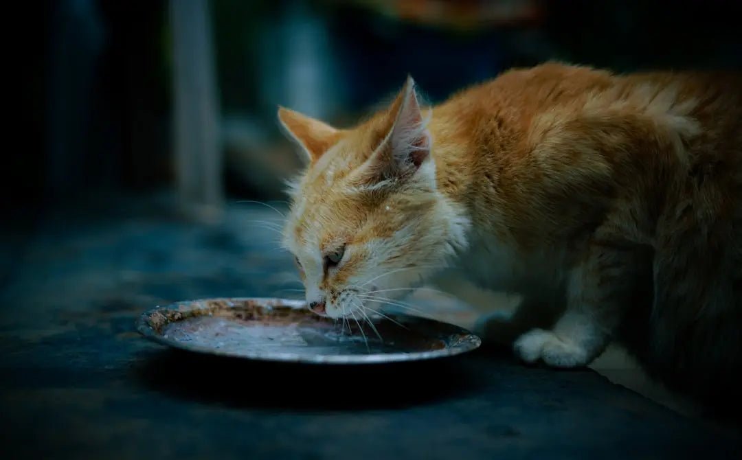 Choosing the Best Dry Cat Food - Talis Us