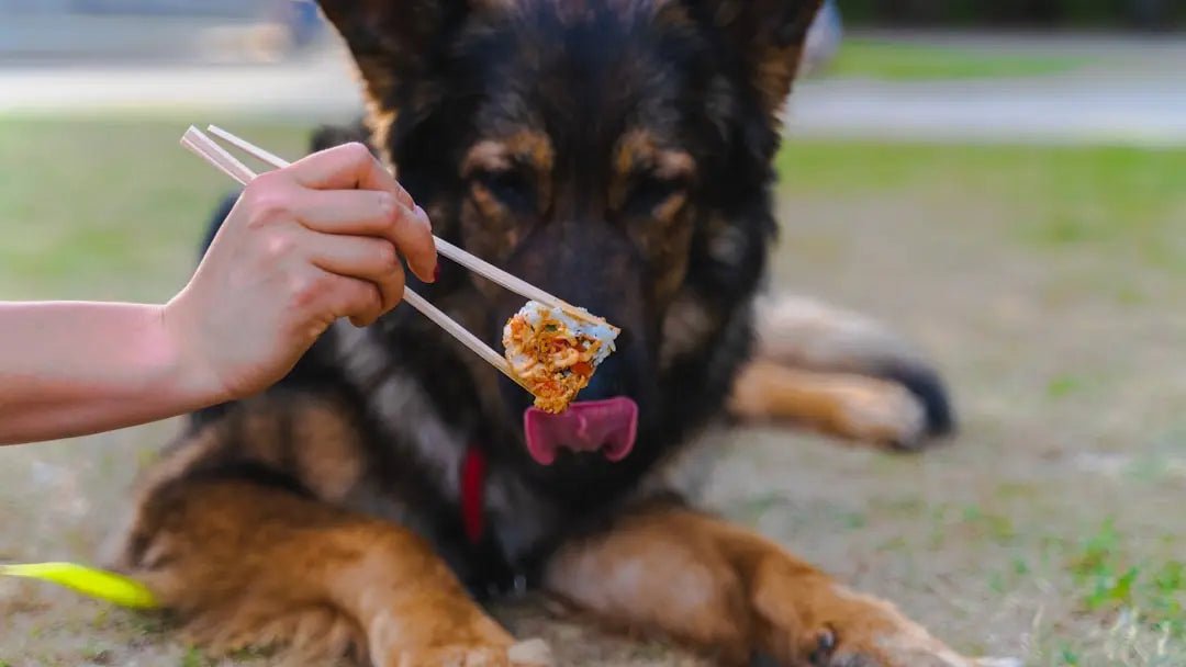 Choosing the Best Food for Senior Dogs - Talis Us