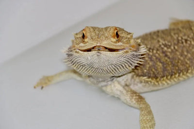 Choosing the Best Thermometer for Bearded Dragons - Talis Us