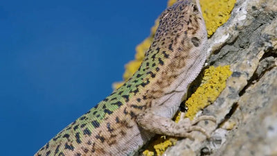 Choosing the Best UVB Reptile Light - Talis Us