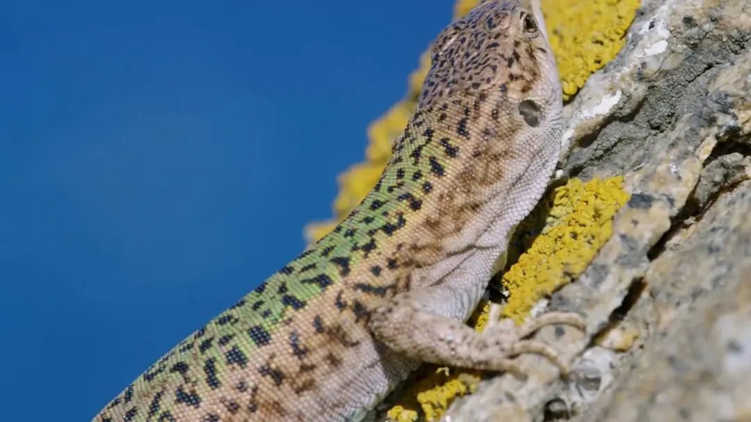 Choosing the Best UVB Reptile Light - Talis Us