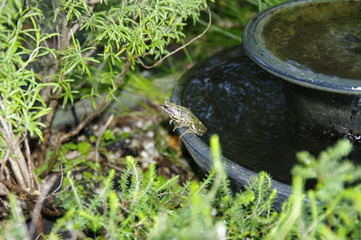Choosing the Best Water Bowl for Large Reptiles - Talis Us